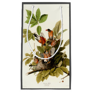 Audubon American Robin Wildlife Bird Illustration