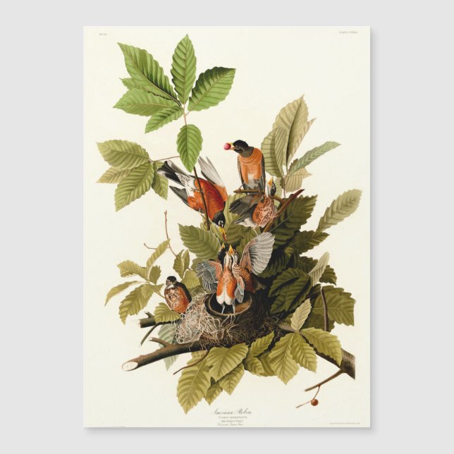 Audubon American Robin Wildlife Bird Illustration (Framsida)