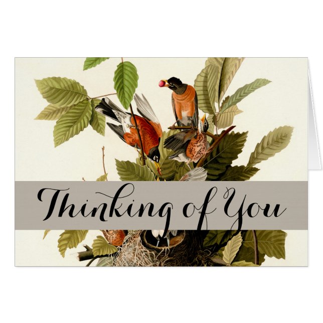 Audubon American Robin Wildlife Bird Illustration Hälsningskort (Framsidan Horizontal)