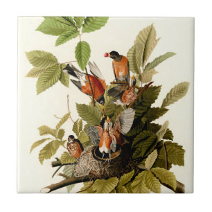 Audubon American Robin Wildlife Bird Illustration Kakelplatta