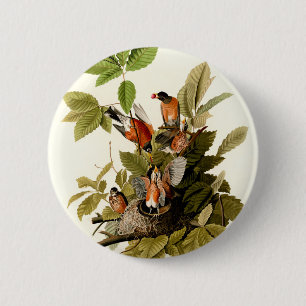 Audubon American Robin Wildlife Bird Illustration Knapp