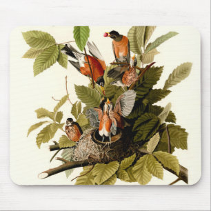 Audubon American Robin Wildlife Bird Illustration Musmatta