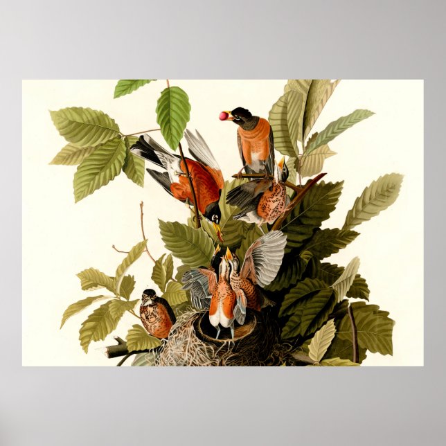 Audubon American Robin Wildlife Bird Illustration Poster (Framsidan)