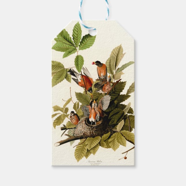Audubon American Robin Wildlife Bird Illustration Presentetikett (Framsidan)