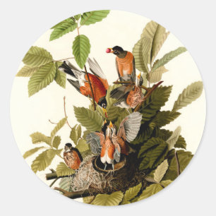 Audubon American Robin Wildlife Bird Illustration Runt Klistermärke