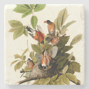 Audubon American Robin Wildlife Bird Illustration Stenunderlägg