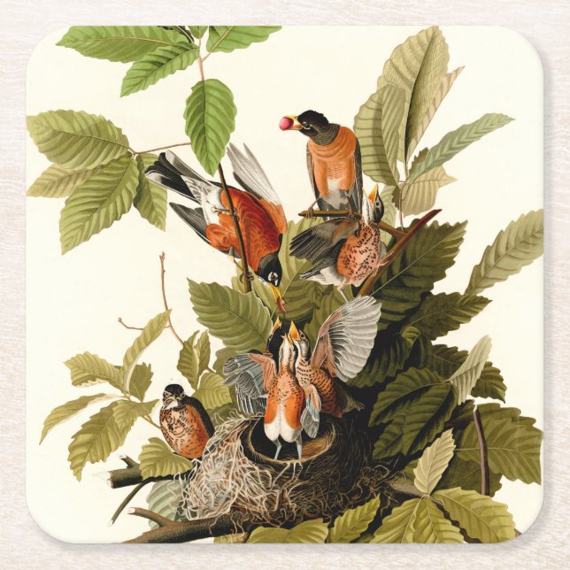 Audubon American Robin Wildlife Bird Illustration Underlägg Papper Kvadrat (Framsidan)