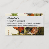 Audubon American Robin Wildlife Bird Illustration