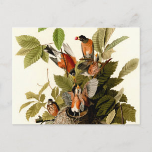 Audubon American Robin Wildlife Bird Illustration Vykort