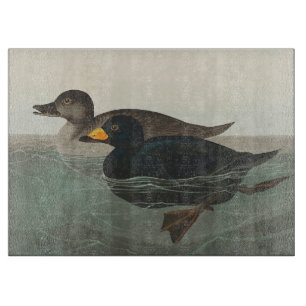 Audubon American Scoter Anka Classic