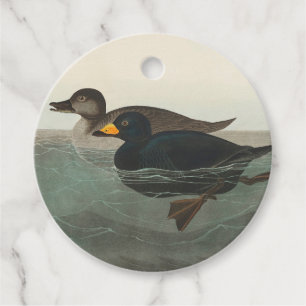 Audubon American Scoter Anka Classic Gåvor Etiketter