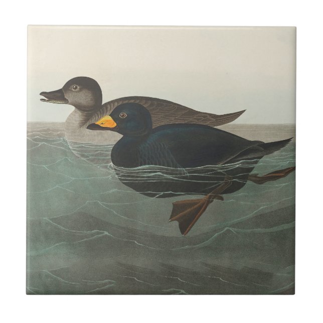 Audubon American Scoter Anka Classic Kakelplatta (Framsidan)
