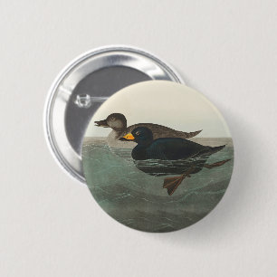 Audubon American Scoter Anka Classic Knapp