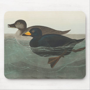 Audubon American Scoter Anka Classic Musmatta