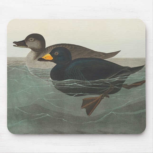 Audubon American Scoter Anka Classic Musmatta (Framsidan)