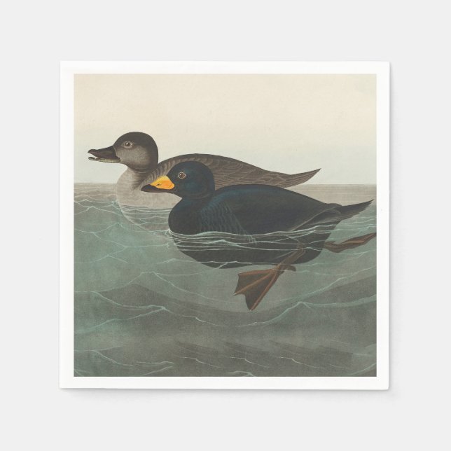 Audubon American Scoter Anka Classic Pappersservett (Framsidan)