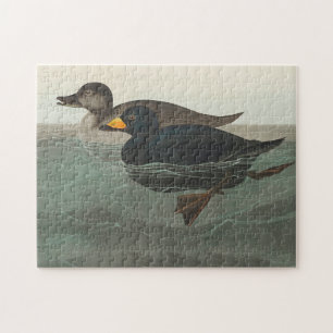 Audubon American Scoter Anka Classic Pussel