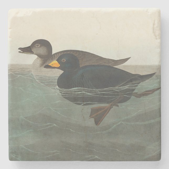 Audubon American Scoter Anka Classic Stenunderlägg (Framsidan)