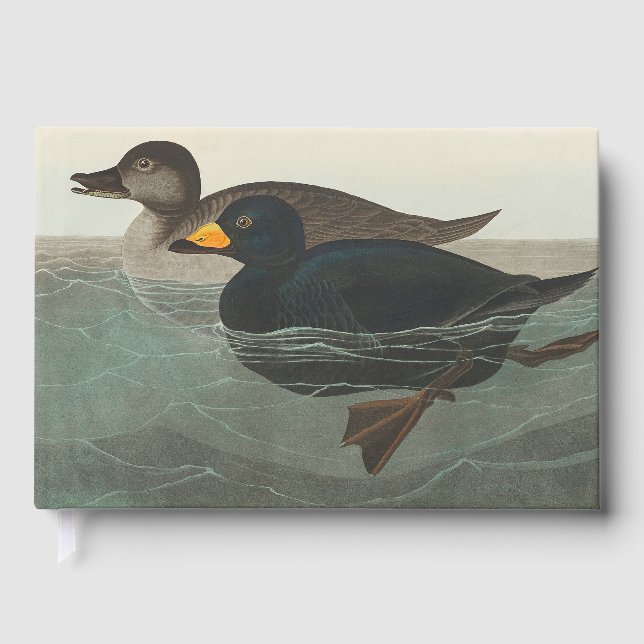 Audubon American Scoter Anka Gästböcker (Framsida)