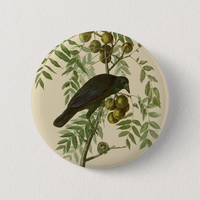 Audubon Amerikansk Kråka Svart Fågel Knapp (Framsida)
