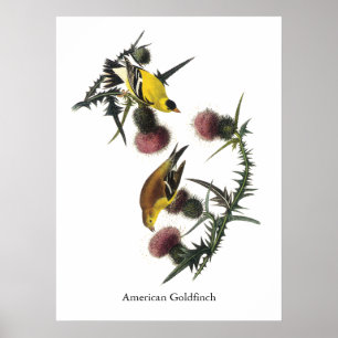 Audubon amerikansteglits poster