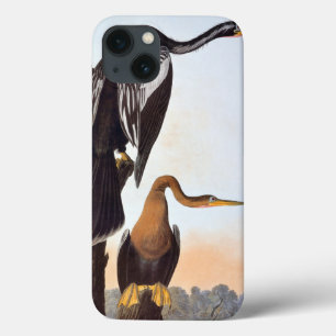 Audubon: Anhinga