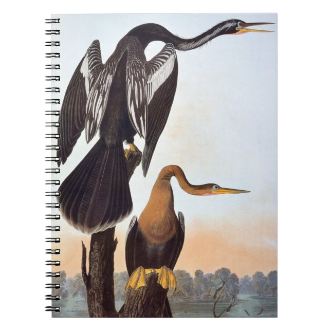 Audubon: Anhinga Anteckningsbok (Framsidan)