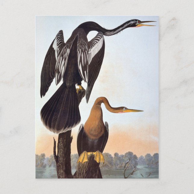 Audubon: Anhinga Vykort (Framsida)