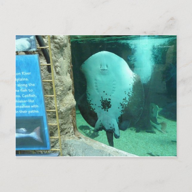 Audubon Aquarium of the Americas, New Orleans Vykort (Framsida)
