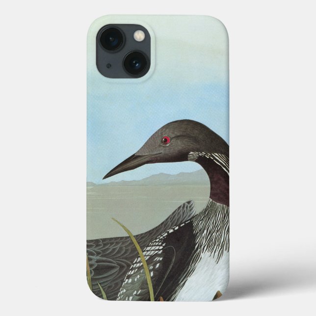 Audubon: Arktisk Loon (Baksida)