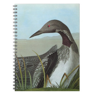 Audubon: Arktisk Loon Anteckningsbok Med Spiral
