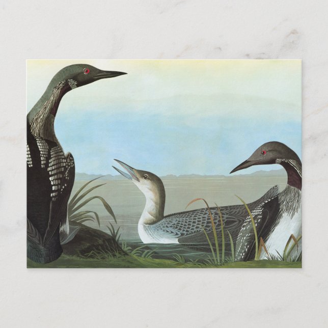 Audubon: Arktisk Loon Vykort (Framsida)
