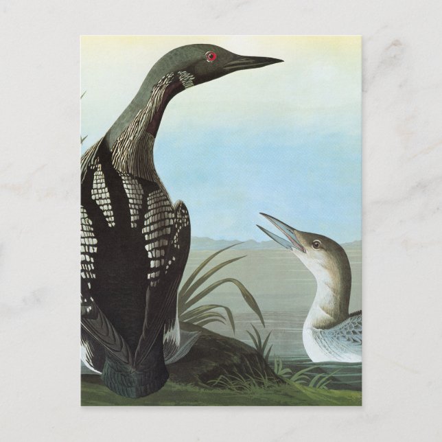 Audubon: Arktiskt loon Vykort (Framsida)