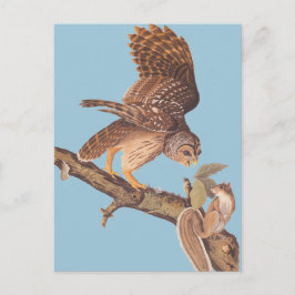 Audubon Barred Uggla och Lycklig Squirrel Friends Vykort