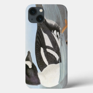 Audubon: Barrows Goldeneye
