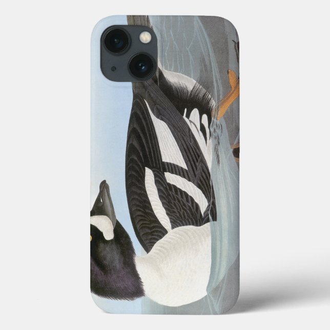 Audubon: Barrows Goldeneye (Baksida)