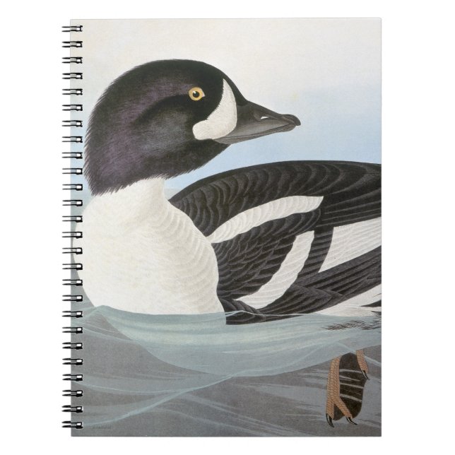Audubon: Barrows Goldeneye Anteckningsbok Med Spiral (Framsidan)