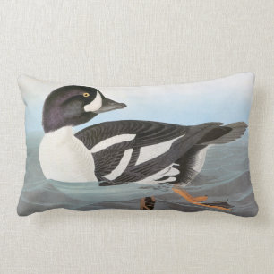 Audubon: Barrows Goldeneye Lumbarkudde