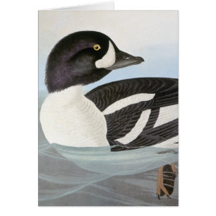 Audubon: Barrows Goldeneye OBS Kort