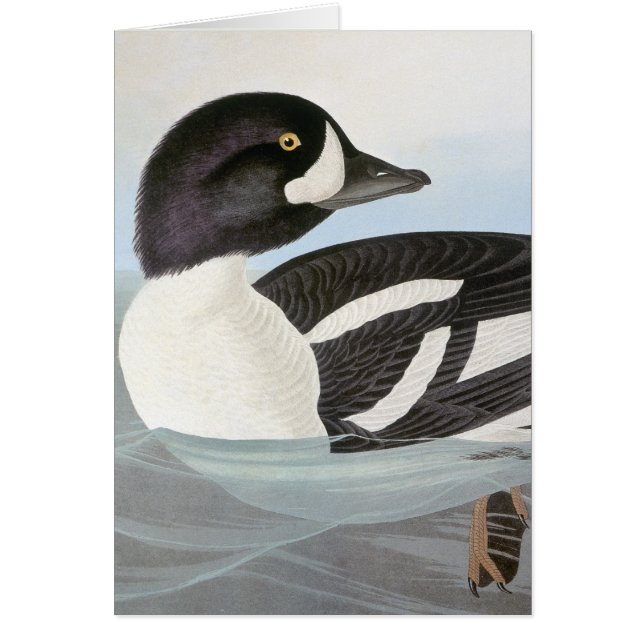 Audubon: Barrows Goldeneye OBS Kort (Framsidan)