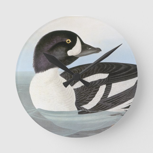 Audubon: Barrows Goldeneye Rund Klocka (Framsida)