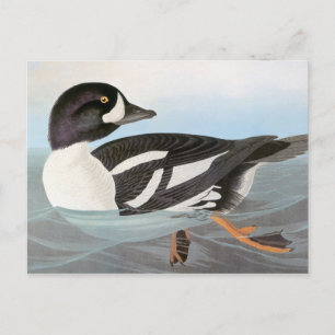 Audubon: Barrows Goldeneye Vykort