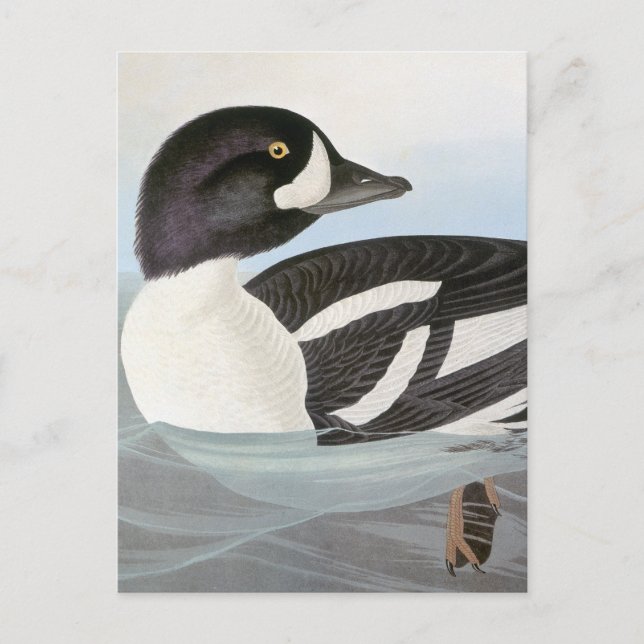 Audubon: Barrows Goldeneye Vykort (Framsida)