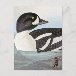 Audubon: Barrows Goldeneye Vykort