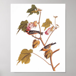 Audubon Bay-Brested Warbler Bird on Cotton Plant Poster