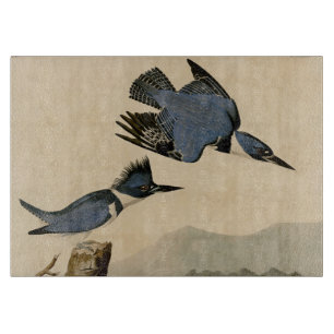 Audubon Belted Kingfisher Wildlife Bird