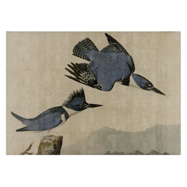 Audubon Belted Kingfisher Wildlife Bird (Framsidan)