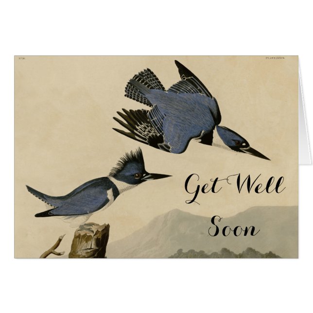 Audubon Belted Kingfisher Wildlife Bird Hälsningskort (Framsidan Horizontal)