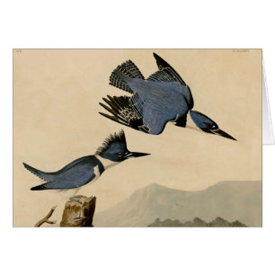 Audubon Belted Kingfisher Wildlife Bird Hälsningskort