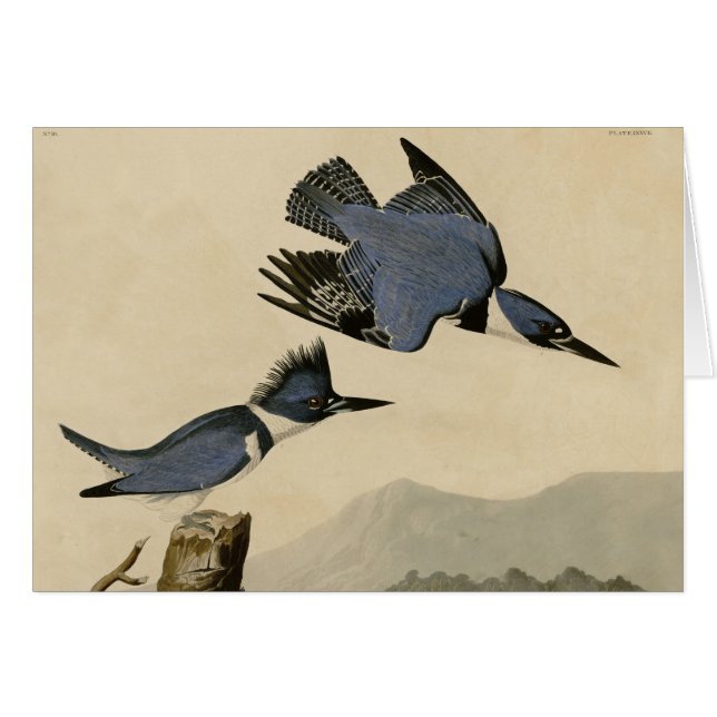 Audubon Belted Kingfisher Wildlife Bird Hälsningskort (Framsidan Horizontal)